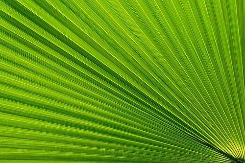 Palm Leaf