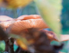 Pilz im Wald
