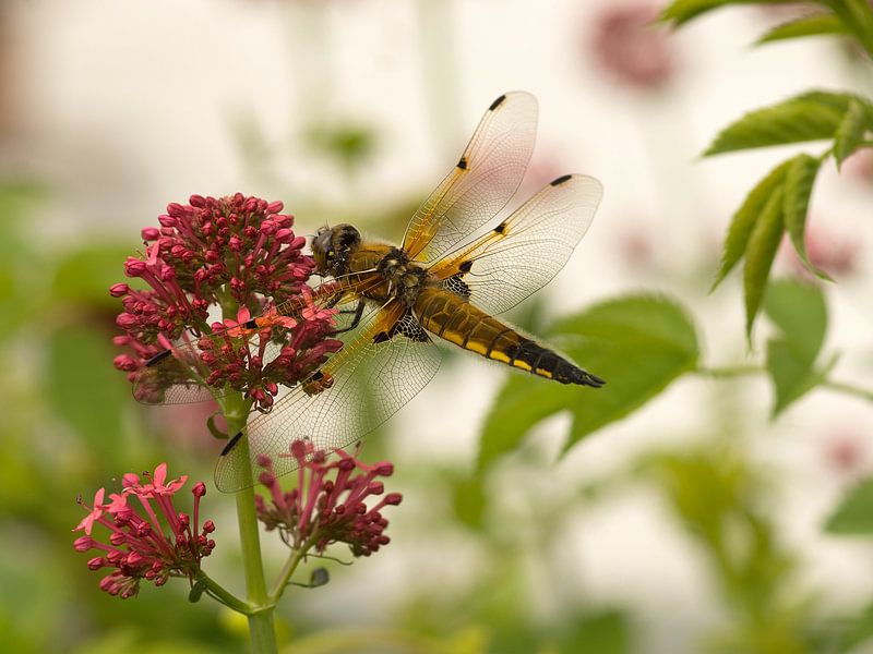 Flatwoods auf Baldrian von Mario de Lijser