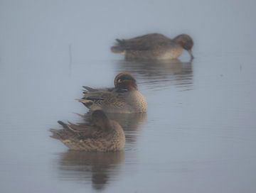 Ducks in the fog by Nathalie Jongedijk