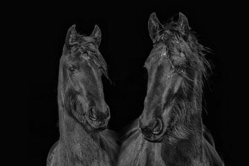 Fries paard, kleur en zwart/wit. Friesian.