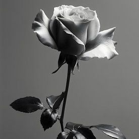 Elegant black and white rose by IamHome Studio