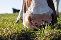 Cows snout