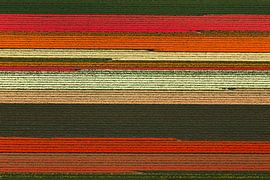 Bloembollenveld met bloeiende tulpen bij Noordwijkerhout sur Meindert van Dijk