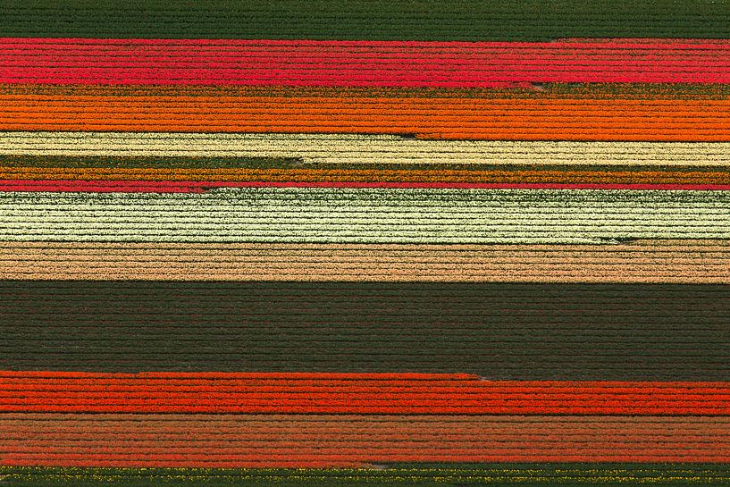 Bloembollenveld met bloeiende tulpen bij Noordwijkerhout von Meindert van Dijk