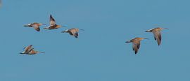 curlews in flight by Ria Bloemendaal