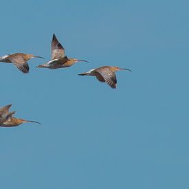 wulpen in vlucht van Ria Bloemendaal