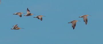 curlews in flight by Ria Bloemendaal