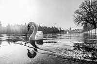 stately swan in black and white
