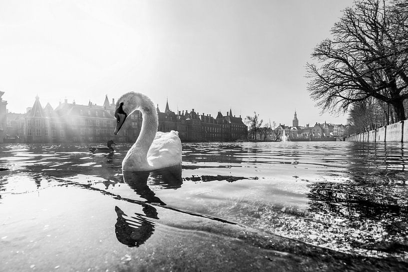 stattlicher Schwan in Schwarz und Weiß von Bert-Jan de Wagenaar