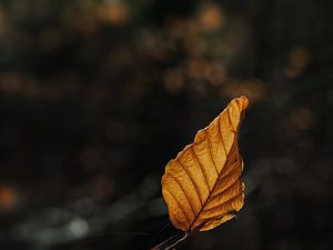 Beechleaf