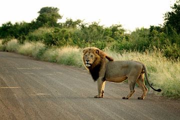 Leeuw in Kruger park Zuid Afrika van Frits Schulte