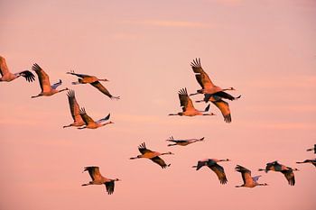 Grues blanches ou grues cendrées volant dans un coucher de soleil à l'automne.