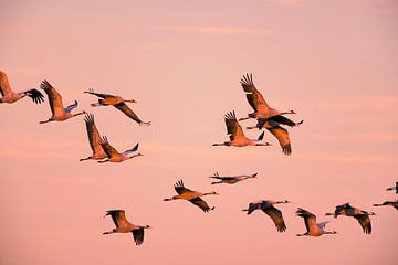 Kraanvogels vliegend in een zonsondergang tijdens de herfst van Sjoerd van der Wal Fotografie