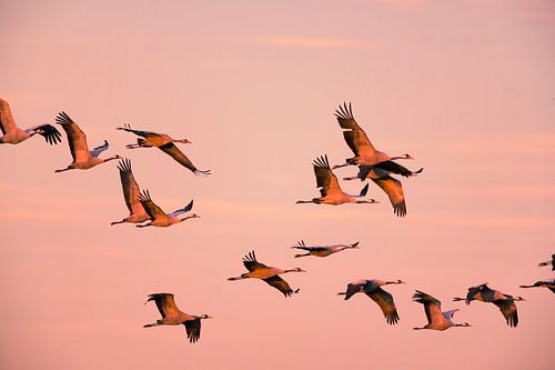 Kraanvogels vliegend in een zonsondergang tijdens de herfst