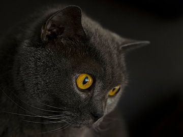 Cat eyes by Danny van de Graaf
