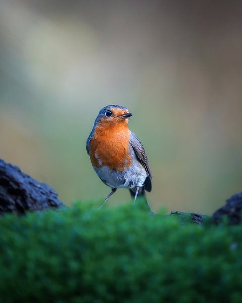 Robins by Tom Zwerver