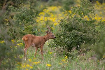 Reebok during oestrus II by Eric Wander