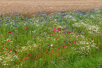 Paysage avec fleurs et champ de céréales sur Hanneke Luit