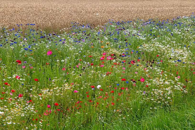 Paysage avec fleurs et champ de céréales par Hanneke Luit