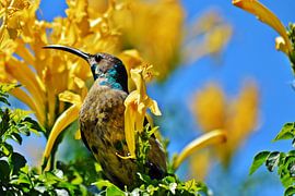 ein Nektarvogel in einem gelben Kap-Geißblatt Busch von Werner Lehmann
