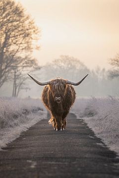 Schotse Hooglander in winters landschap van Simone Kuijpers