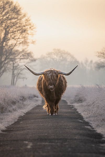 Scottish Highlander in winter landscape by Simone Kuijpers