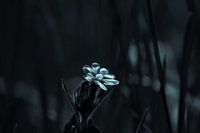Dagkoekoeksbloem in het veld