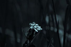 Tageskuckucksblume auf dem Feld von Frank Ketelaar