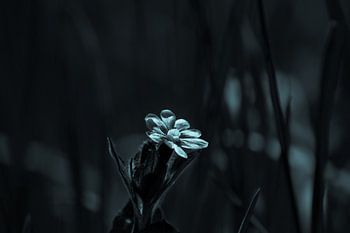 Tageskuckucksblume auf dem Feld