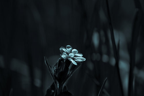 Dagkoekoeksbloem in het veld