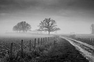 Vieux chêne avec brouillard par Chris Clinckx Aperçu
