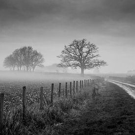 Alte Eiche mit Nebel von Chris Clinckx