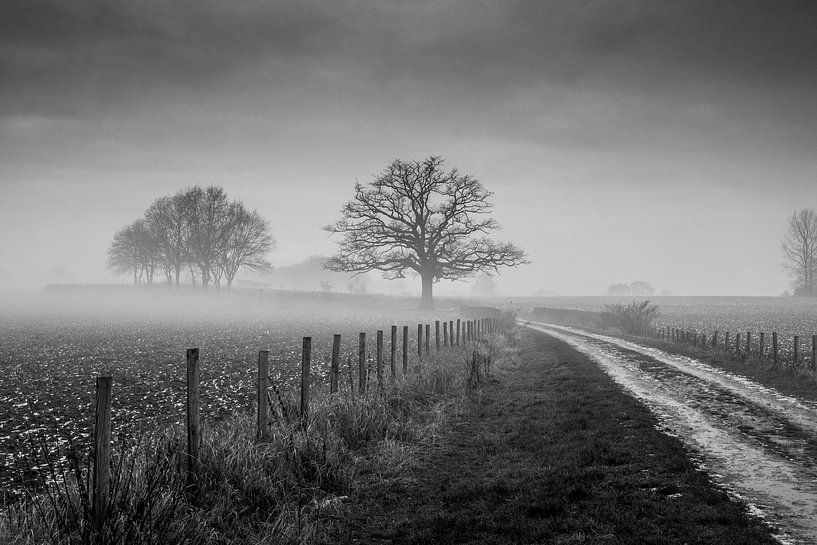 Alte Eiche mit Nebel von Chris Clinckx