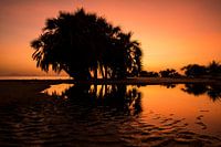 Zonsondergang op het strand met Palmboom