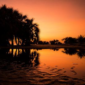 Sunset on the beach with Palm tree by Jesse Simonis