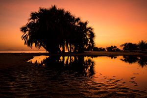 Zonsondergang op het strand met Palmboom van Jesse Simonis