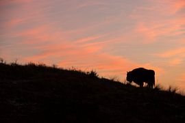 Wisents in Dünen auf der Kraansvlak von Süd-Kennemerland von Jeroen Stel