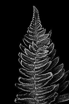 Frozen ferns in black and white | Nature photography by Denise Tiggelman