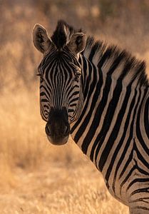 Zebra van Jacco van Son