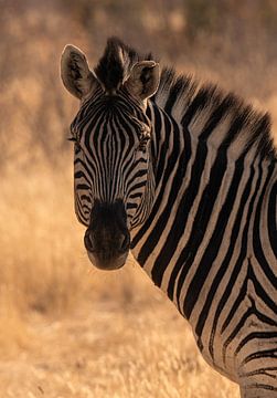 Zebra von Jacco van Son