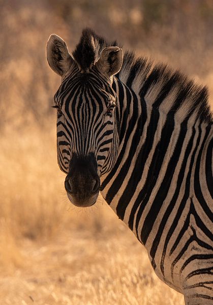 Zebra by Jacco van Son