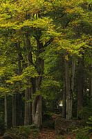 Landschap