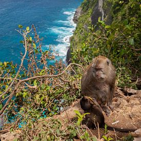 Landschaft Ubud mit Affen von Leontien Adriaanse