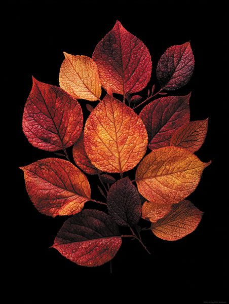 Autumn leaves van Ellen Novara-da Lima