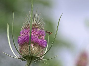 Kaardebol wordt bestoven