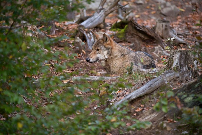 Europäischer Wolf ( Canis lupus ) ruht perfekt getarnt im Unterholz eines Waldes, Deutschland von wunderbare Erde