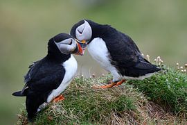 Highlands Puffins on a rock by Ellen Duvekot