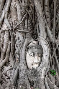 Buddhakopf zwischen Baumwurzeln, Ayyuthaya von Femke Ketelaar