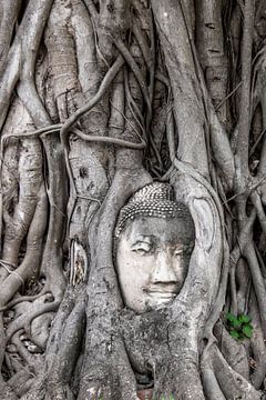 Boeddha hoofd tussen de boomwortels, Ayyuthaya van Femke Ketelaar